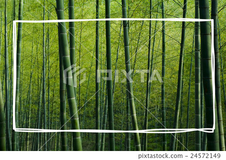 Bamboo Forest Bamboo Forest 24572149