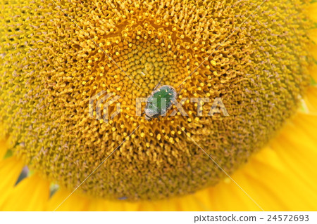 Sunflowers and insects 24572693