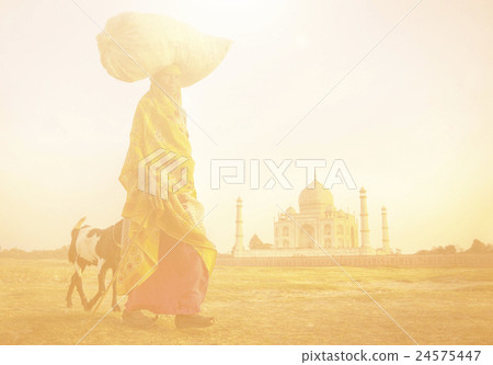 Indian Woman Carrying on Head and Goats near the Taj Mahal 24575447