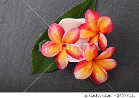 frangipani 24577113