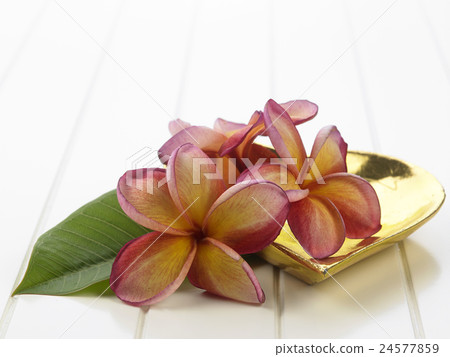 frangipani frangipani 24577859