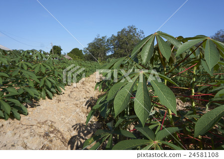 tapioca farm tapioca farm 24581108