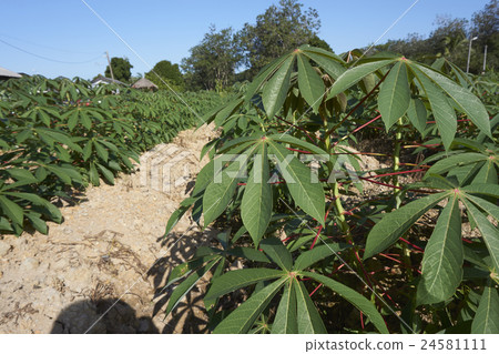 tapioca farm tapioca farm 24581111