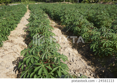 tapioca farm tapioca farm 24581113
