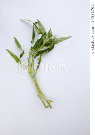 kangkong kangkong 24581769