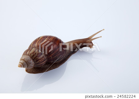 snail snail 24582224