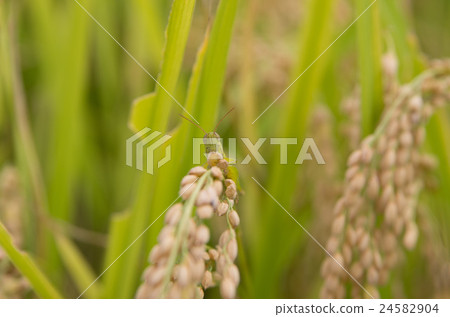 Inaho and locusts Inaho and locusts 24582904