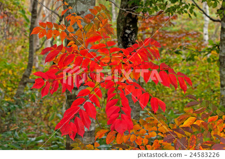 Autumn leaves of Yama Rosie 24583226