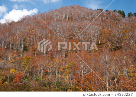 Beech forest of late autumn 24583227
