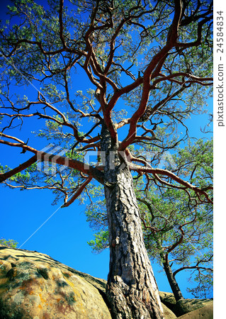 Pine tree in sunny forest 24584834