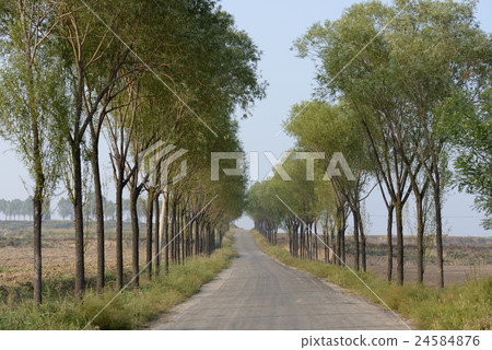 Country road with tree on both side Country road with tree on both side 24584876