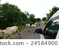 Horde of cows in Myanmar 24584900
