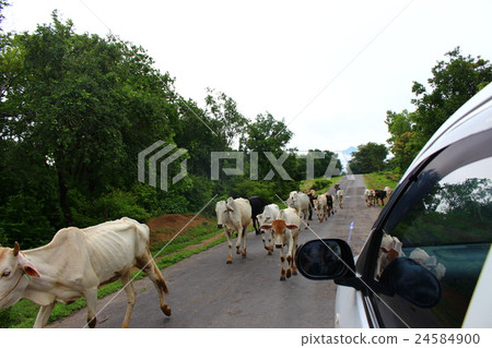 Horde of cows in Myanmar Horde of cows in Myanmar 24584900