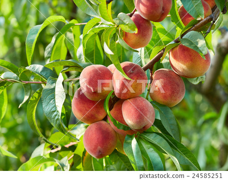 Branch of peach tree 24585251