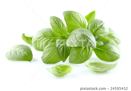 圖庫照片: basil leaves