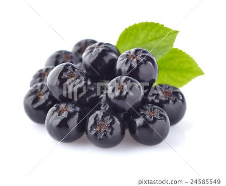 Chokeberry with leaves 24585549