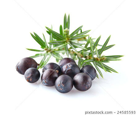 Juniper in closeup 24585593