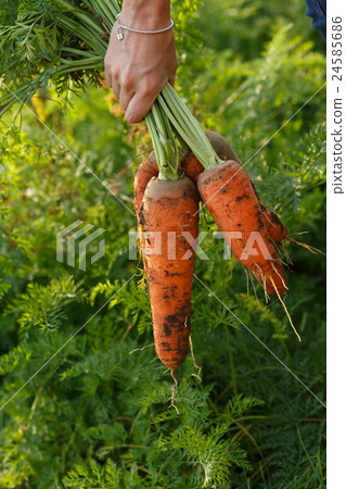 Woman holding a bunch of carrots 24585686