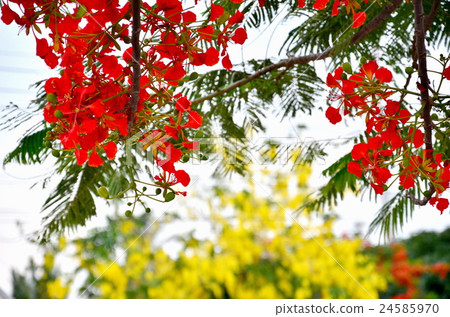 The flame tree in low angle shot. 24585970
