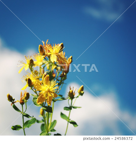 Bunch of Saint John's wort flowers. Russian North. 24586372