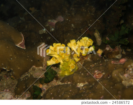 closed up the feather star in Myanmar divesite 24586572