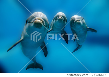 three dolphins close up portrait underwater 24586613