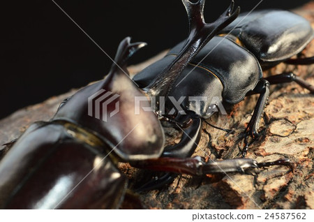 Domestic Okuwagata VS domestic beetle battle on trees Black background Domestic Okuwagata VS domestic beetle battle on trees Black background 24587562