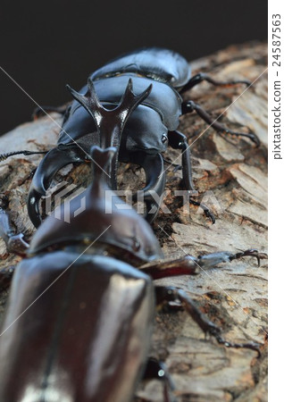 Domestic Okuwagata VS domestic beetle battle on trees Black background Domestic Okuwagata VS domestic beetle battle on trees Black background 24587563
