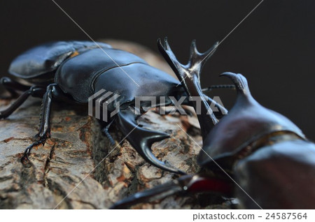 Domestic Okuwagata VS domestic beetle battle on trees Black background Domestic Okuwagata VS domestic beetle battle on trees Black background 24587564