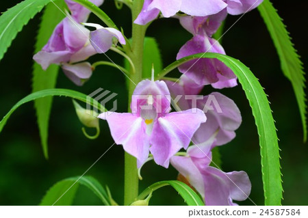 花園香脂 24587584