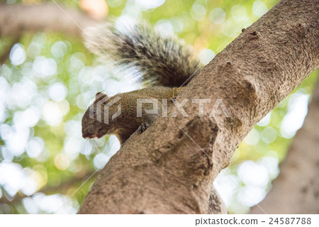 松鼠出沒 24587788