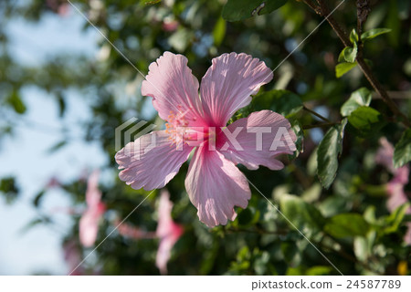 花朵綻放 24587789