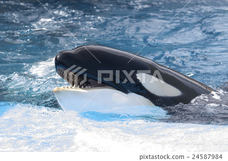 Killer whales looking out of the pool 24587984