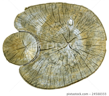 Cross section of tree trunk 24588333