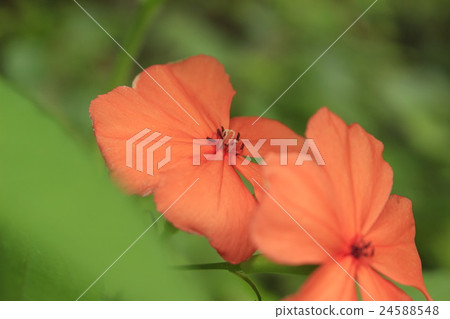 Fusidium ginseng Fusidium ginseng 24588548