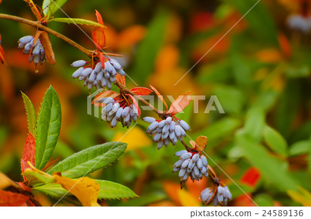 Berberis heteropoda fruits 24589136