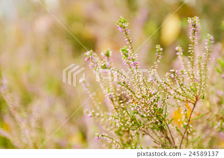Blooming heather flowers 24589137
