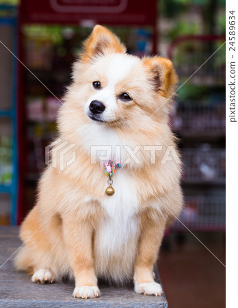 Brown dog standing looking forward. Brown dog standing looking forward. 24589634