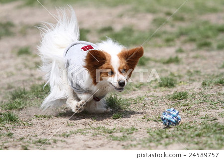 Dog running pursuing ball with dog run, Papillon 24589757