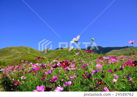 Cosmos of South Aso 24589762