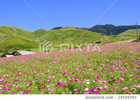 Cosmos of South Aso Cosmos of South Aso 24589763