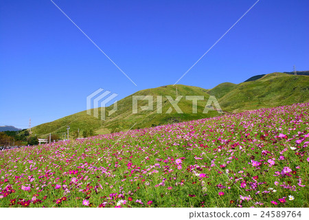 Cosmos of South Aso Cosmos of South Aso 24589764