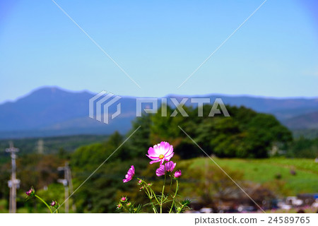 Cosmos of South Aso Cosmos of South Aso 24589765