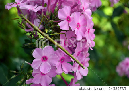 Mushrooms that mimic Phlox 24589785