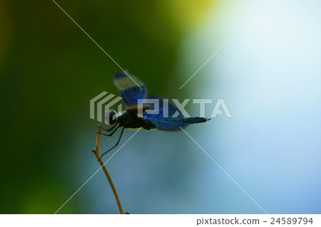 Butterfly dragonfly Butterfly dragonfly 24589794
