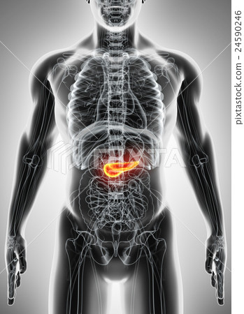 3D illustration of Pancreas - digestive system. 3D illustration of Pancreas - digestive system. 24590246