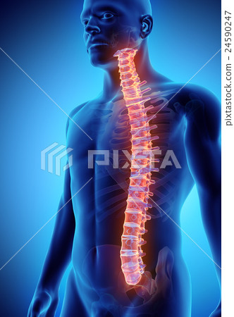 3D illustration of Spine, medical concept. 3D illustration of Spine, medical concept. 24590247