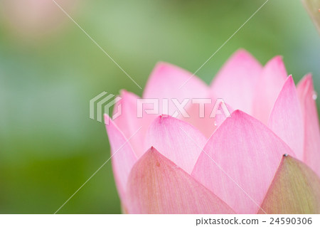 一朵蓮花 一朵蓮花 24590306