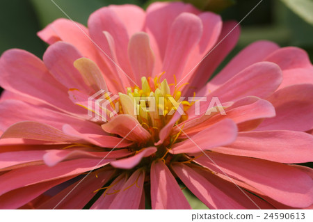 Red impatiens flower 24590613