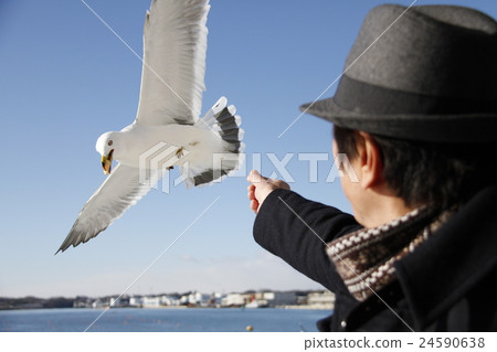 海鳥和男人 24590638